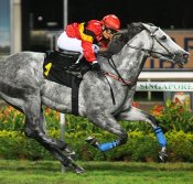 Captain Obvious<br>Photo by Singapore Turf Club